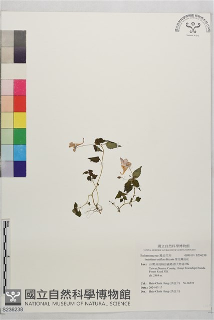 紫花鳳仙花藏品圖，第1張