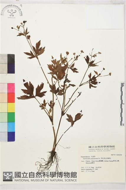 水辣菜、禺毛茛藏品圖，第1張