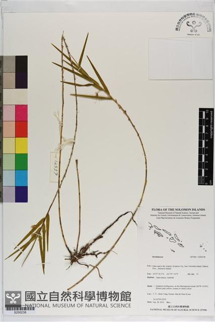 登錄號:S200238藏品圖，第1張