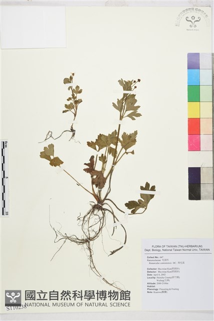水辣菜、禺毛茛藏品圖，第1張