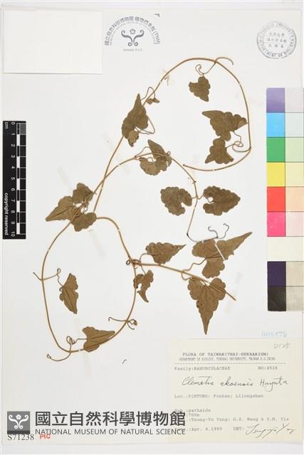 屏東鐵線蓮藏品圖，第2張
