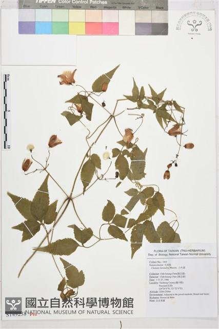 小木通藏品圖，第1張