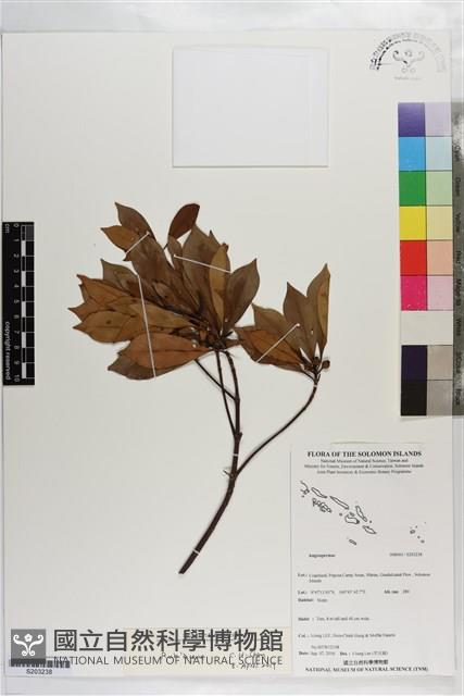 登錄號:S203238藏品圖，第1張