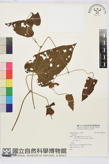 田代氏鐵線蓮藏品圖，第1張