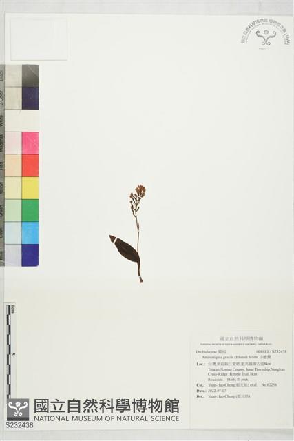 小雛蘭藏品圖，第1張