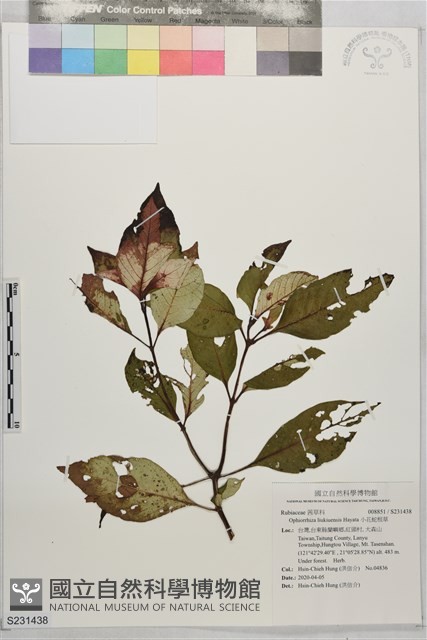 小花蛇根草藏品圖，第1張
