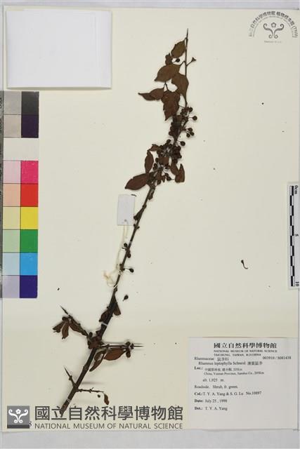 薄葉鼠李藏品圖，第1張