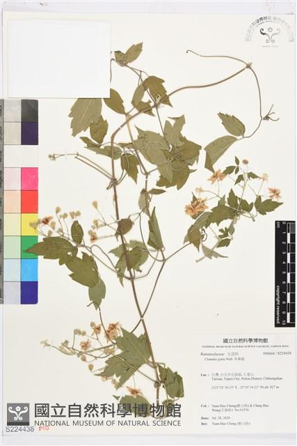 串鼻龍藏品圖，第1張