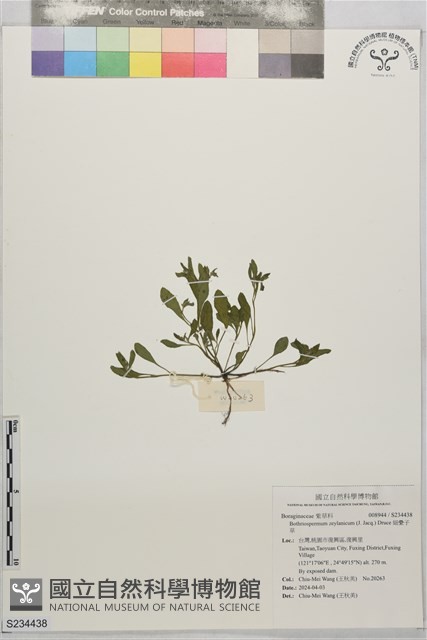 細纍子草藏品圖，第1張