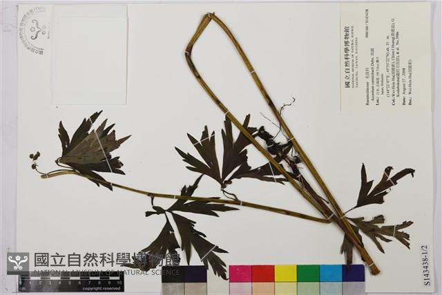 烏頭藏品圖，第1張