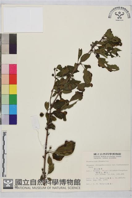 塔山鼠李藏品圖，第1張