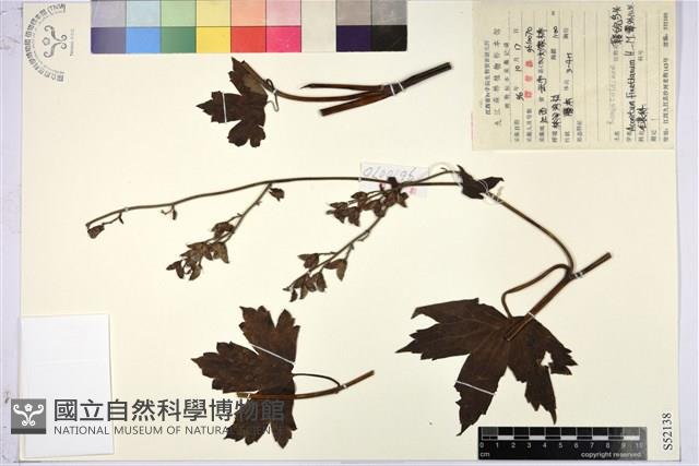 贛皖烏頭藏品圖，第1張