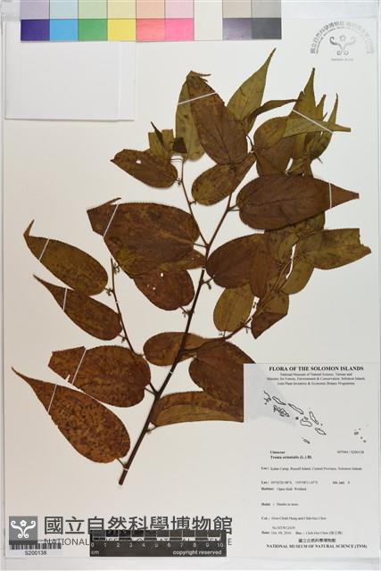 山黃麻藏品圖，第1張