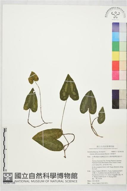 白斑細辛藏品圖，第1張