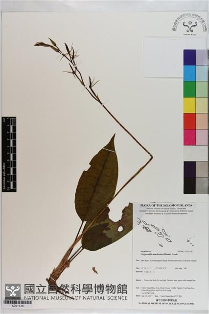 滿綠隱柱蘭、美唇隱柱蘭藏品圖，第1張