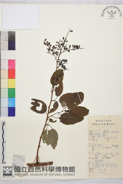 多花勾兒茶, 多花黃鱔藤藏品圖，第1張