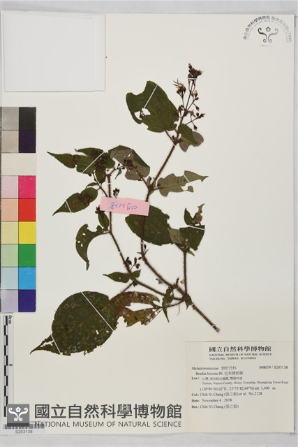 毛布德勒藤藏品圖，第1張