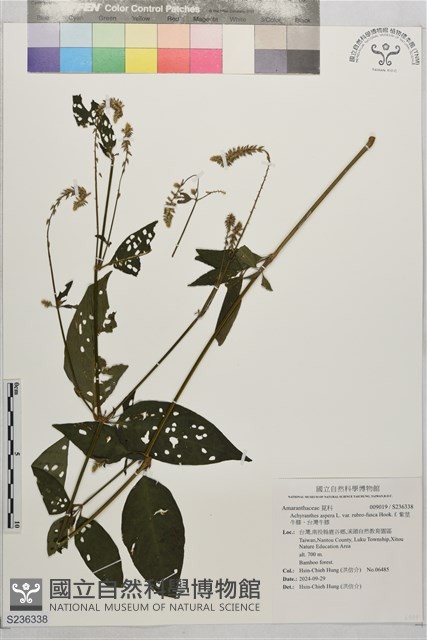 紫莖牛膝、台灣牛膝藏品圖，第1張