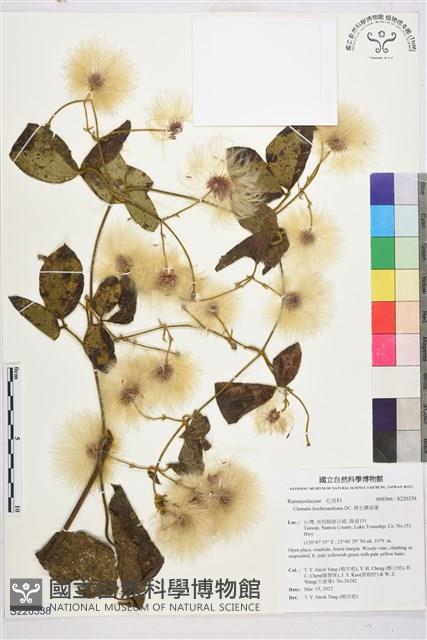 銹毛鐵線蓮藏品圖，第1張