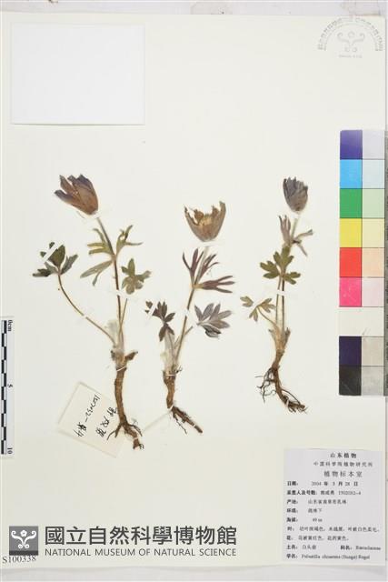 白頭翁藏品圖，第1張