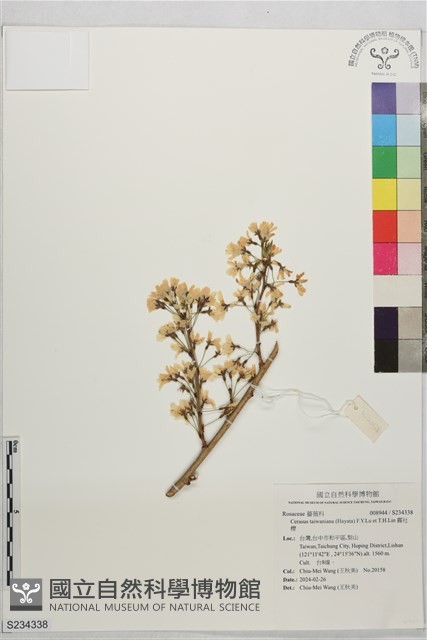 霧社櫻藏品圖，第1張