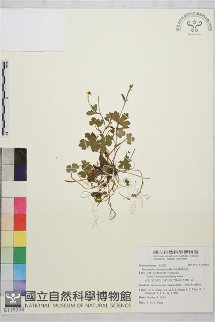 鹿場毛茛藏品圖，第1張