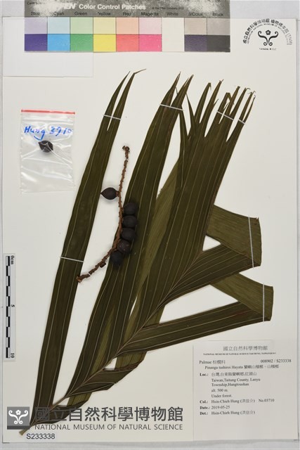 蘭嶼山檳榔、山檳榔藏品圖，第1張