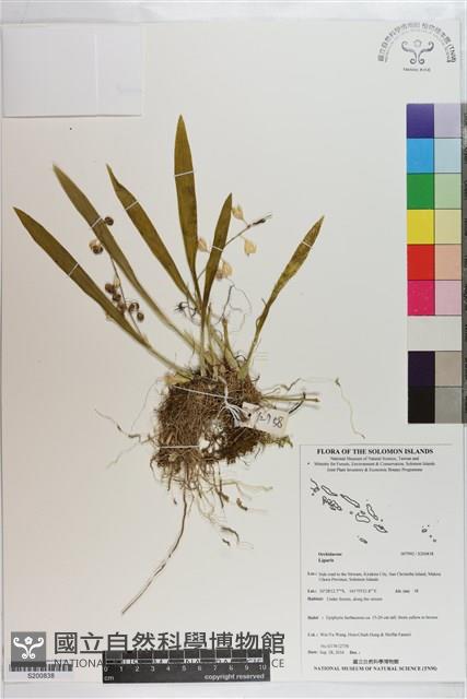 登錄號:S200838藏品圖，第1張