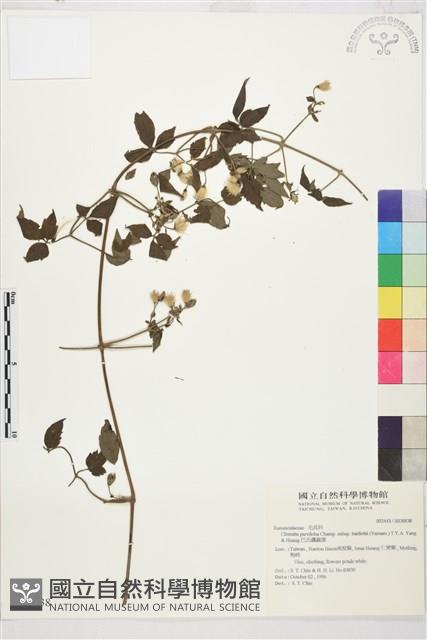 巴氏鐵線蓮藏品圖，第2張