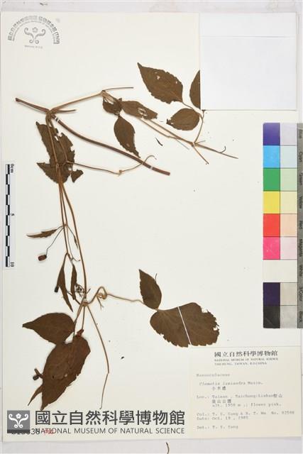 小木通藏品圖，第2張