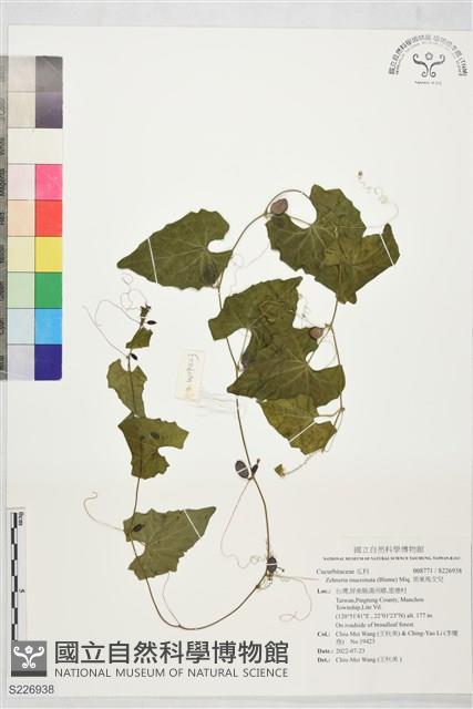 黑果馬交兒藏品圖，第1張