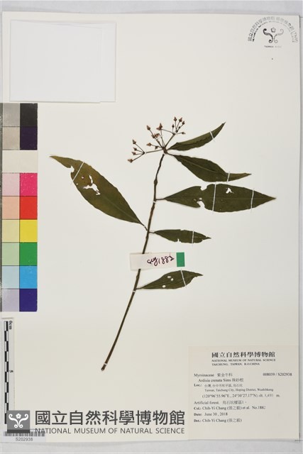 珠砂根藏品圖，第1張