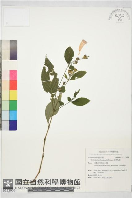 臺灣馬藍藏品圖，第1張