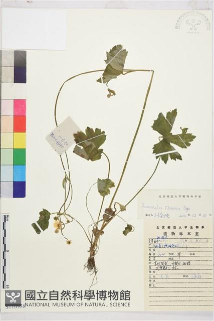 茴茴蒜藏品圖，第1張