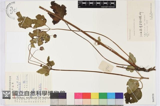 打破碗花花藏品圖，第1張