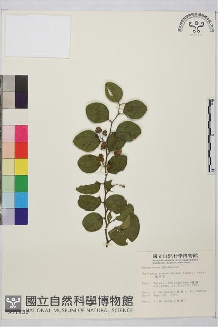 馬甲子藏品圖，第2張