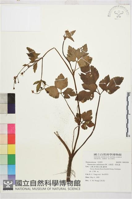 水辣菜、禺毛茛藏品圖，第1張