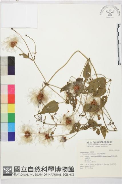 田代氏鐵線蓮藏品圖，第2張