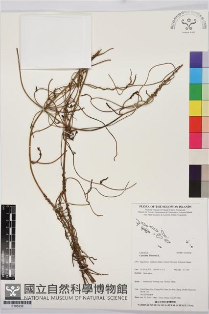 無根草藏品圖，第1張