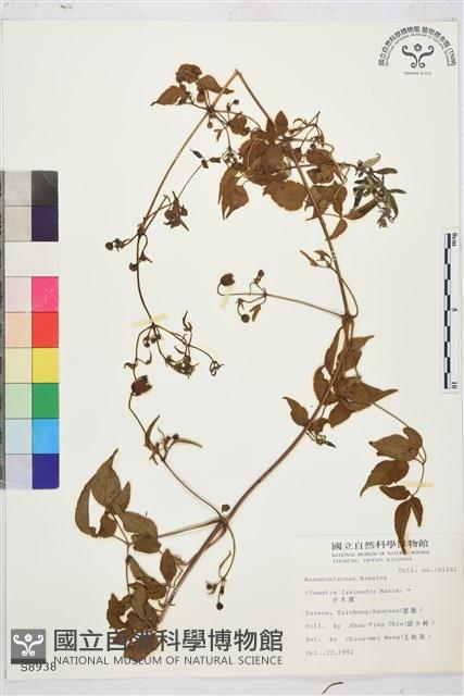 小木通藏品圖，第1張