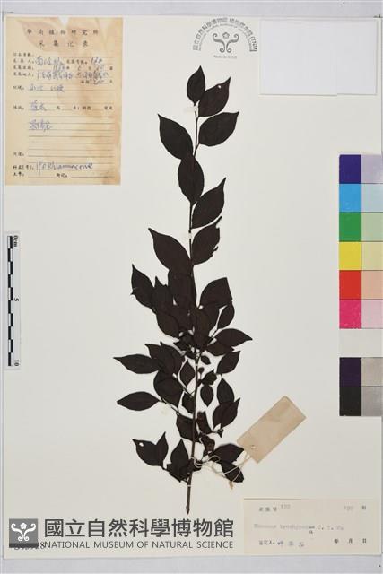 山綠柴藏品圖，第1張