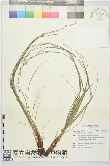長柱薹藏品圖，第1張