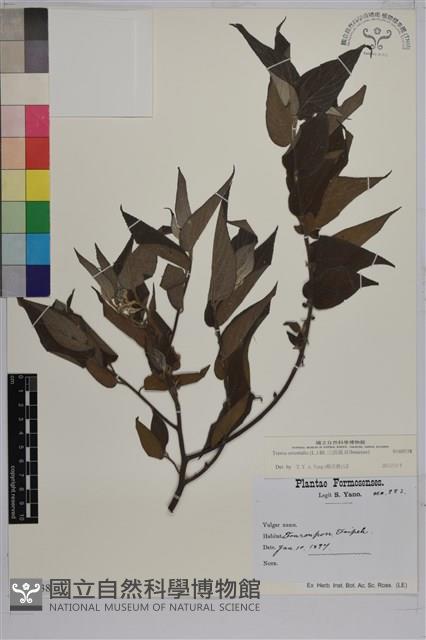 山黃麻藏品圖，第1張