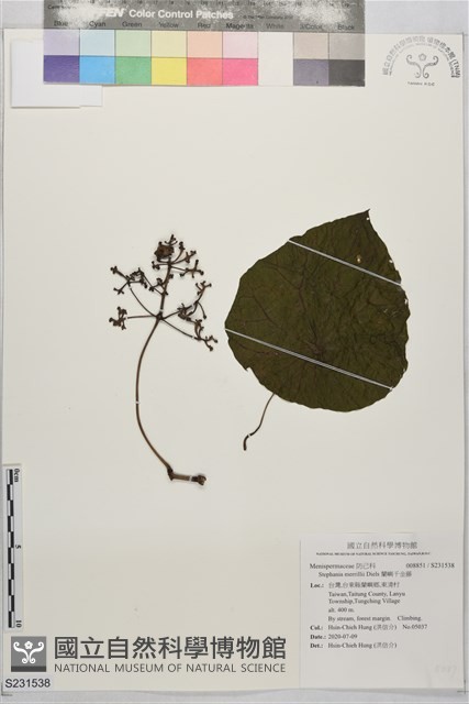 蘭嶼千金藤藏品圖，第1張