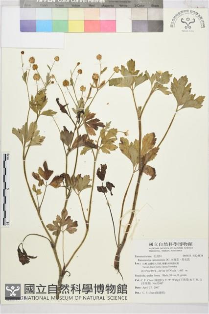 水辣菜、禺毛茛藏品圖，第1張