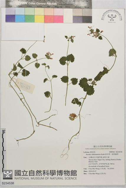 鈴木草、假馬蹄草藏品圖，第1張