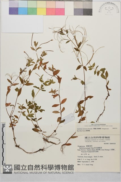 黑龍江柳葉菜藏品圖，第1張
