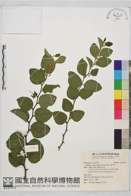 馬甲子藏品圖，第1張