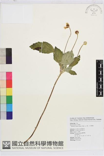 小白頭翁、野棉花藏品圖，第1張