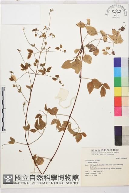 葡萄胞鐵線蓮, 洋鐵線蓮藏品圖，第1張